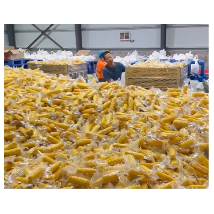 Hot Selling Agricultural Product Bulk Yellow Corn Vacuum packed corn ready-to-eat corn