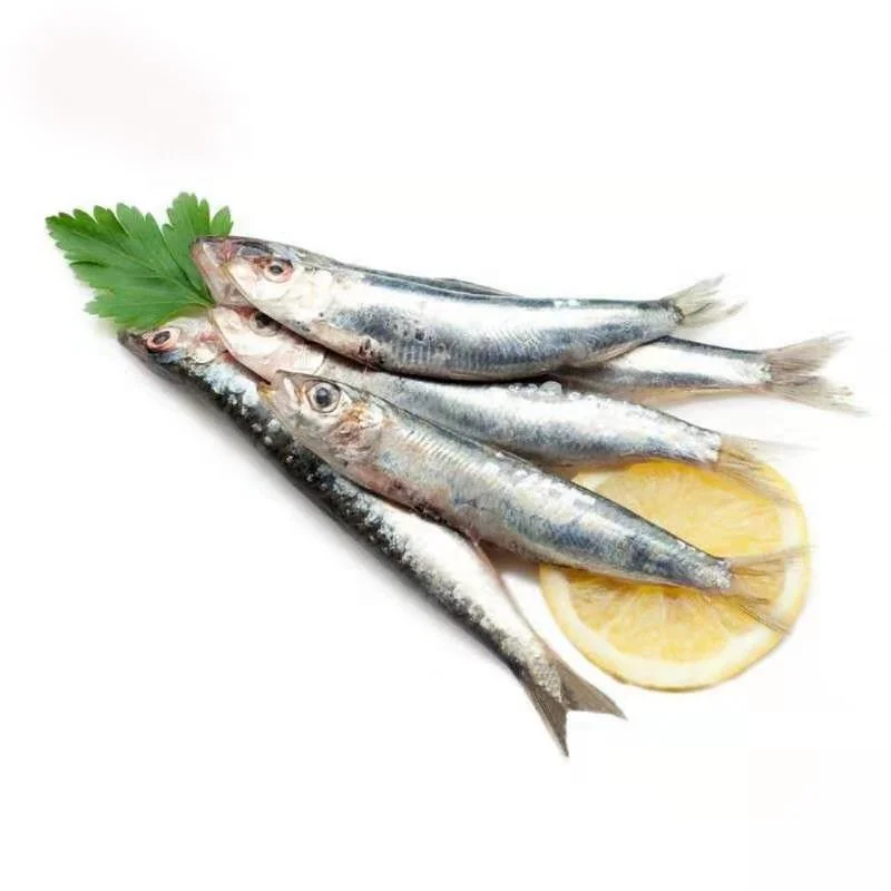 Good quality frozen sardine bait tuna fishing