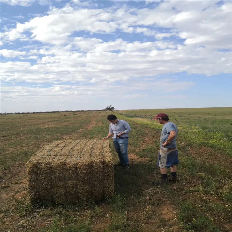 
American alfalfa hay with competitive Price 