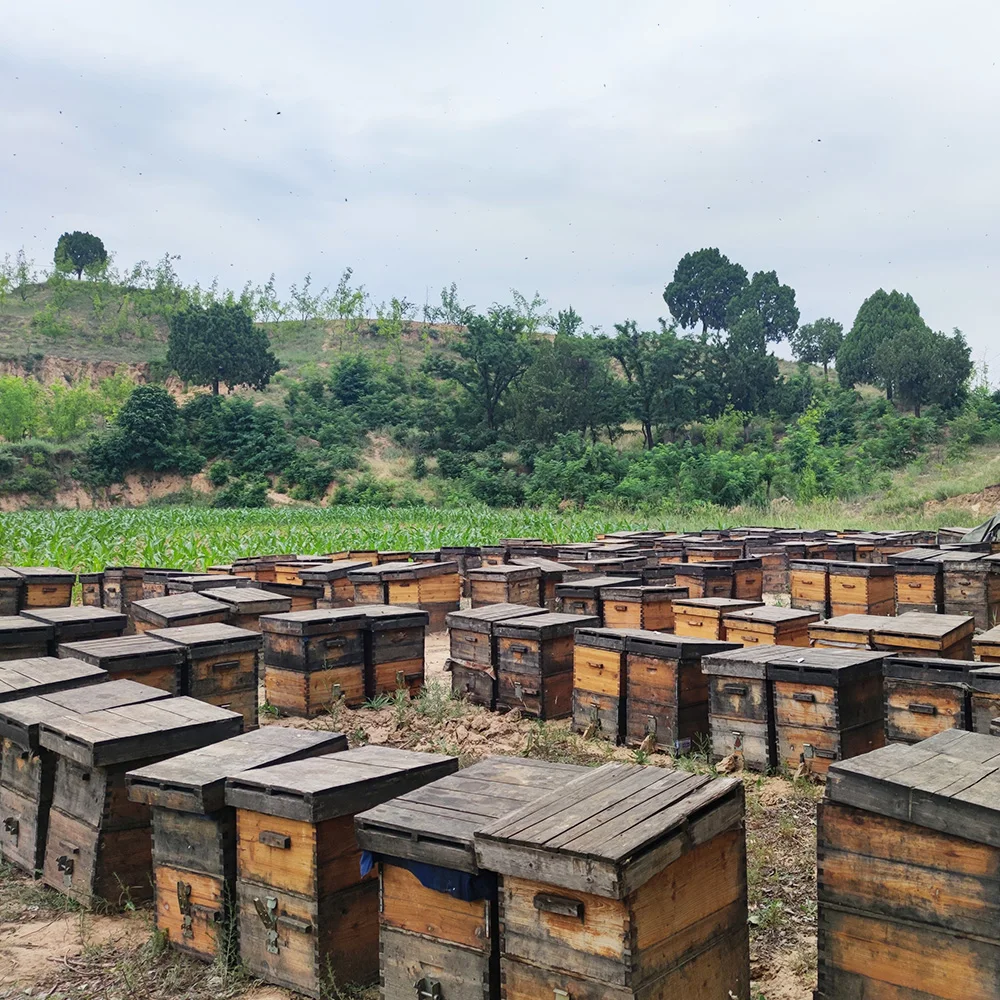 Wholesale High Quality Food Grade  New Fresh  25KG Pure Organic Granulate Lotus  Bee Pollen