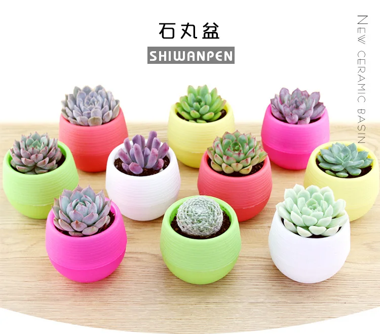 Various sizes of succulent plants small flower mini stone ball pp resin plastic rainbow pot flower