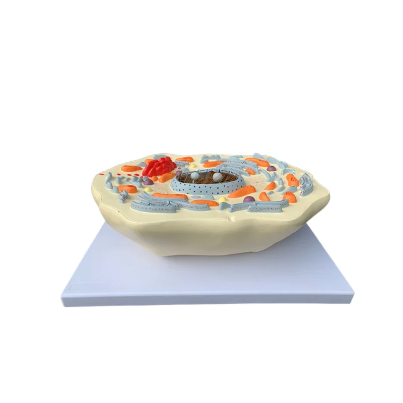 animal cell submicrostructure model hospital biology school teaching aids student learning demonstration model