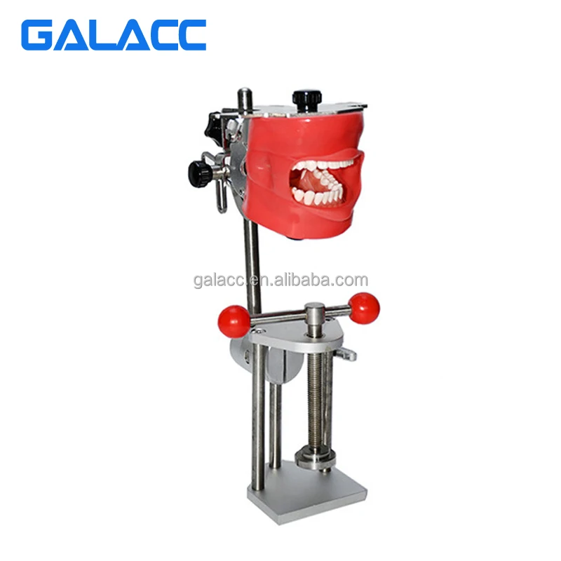 Simple Dental Head Model T Dental Phantom Head Model Simulator Human Body Model Kits To Assemble Goods