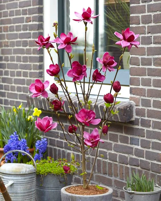 
Amazon Hot Selling Magnolia Flower Tree Seeds Bonsai Plant for indoor garden Send Gift 