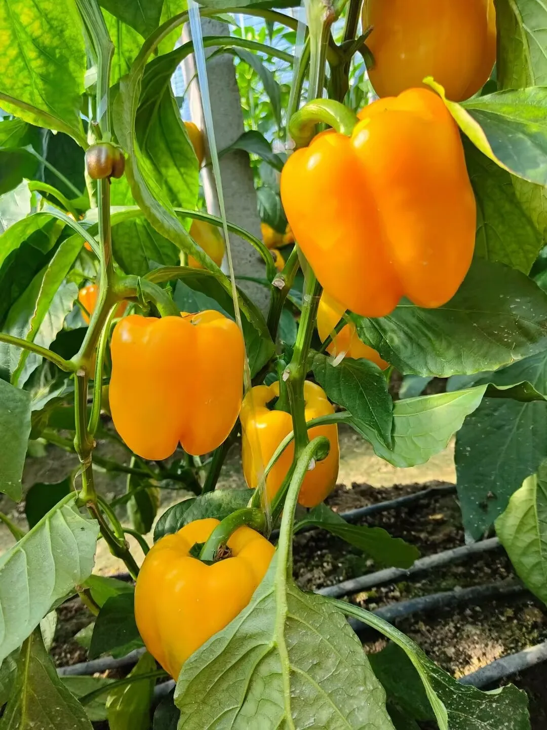 fresh sweet bell pepper fresh coloured capsicum green red yellow bell pepper