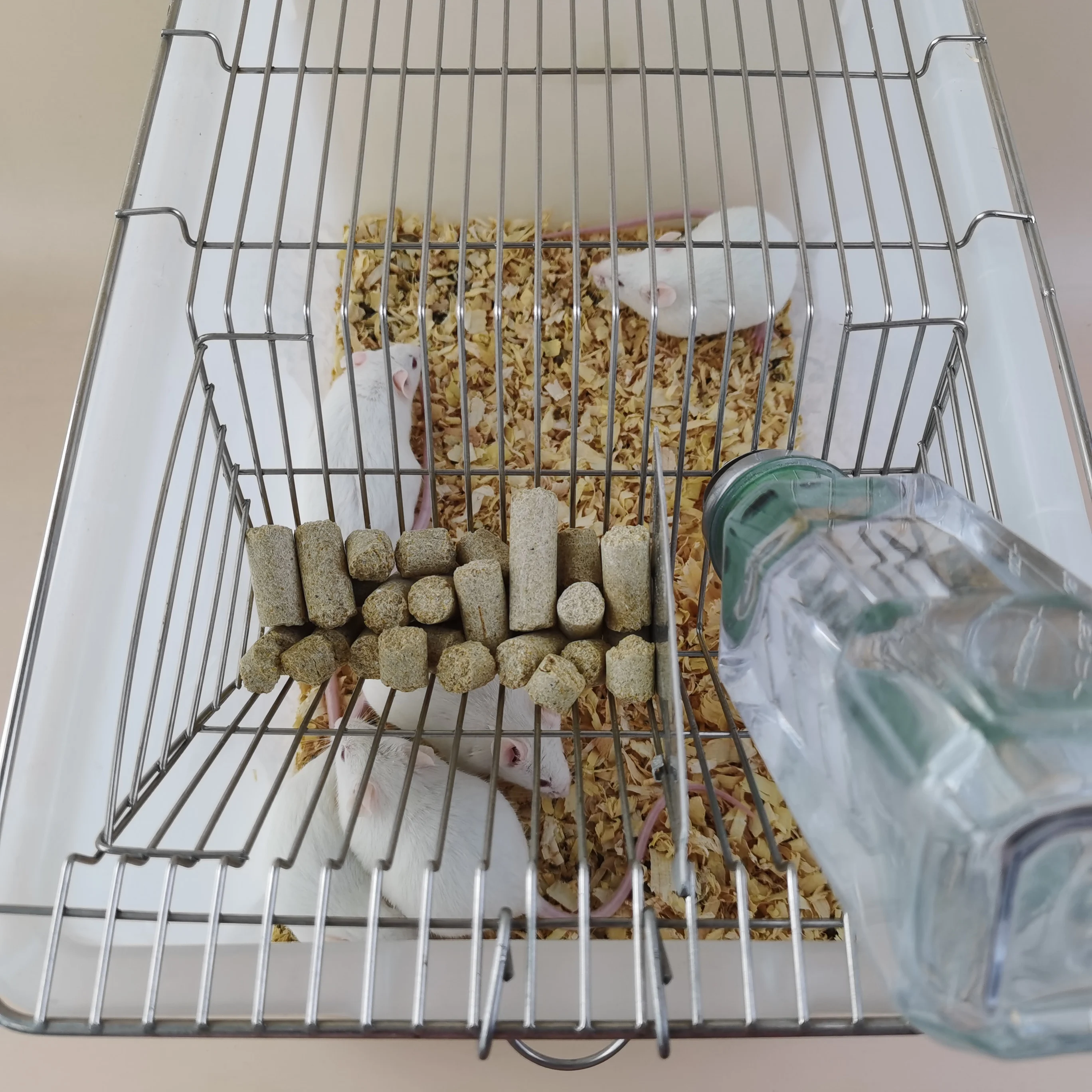 Wholesale Plastic lab mice rat cage pp PC laboratory rodent mouse cages for lab Breeding animal