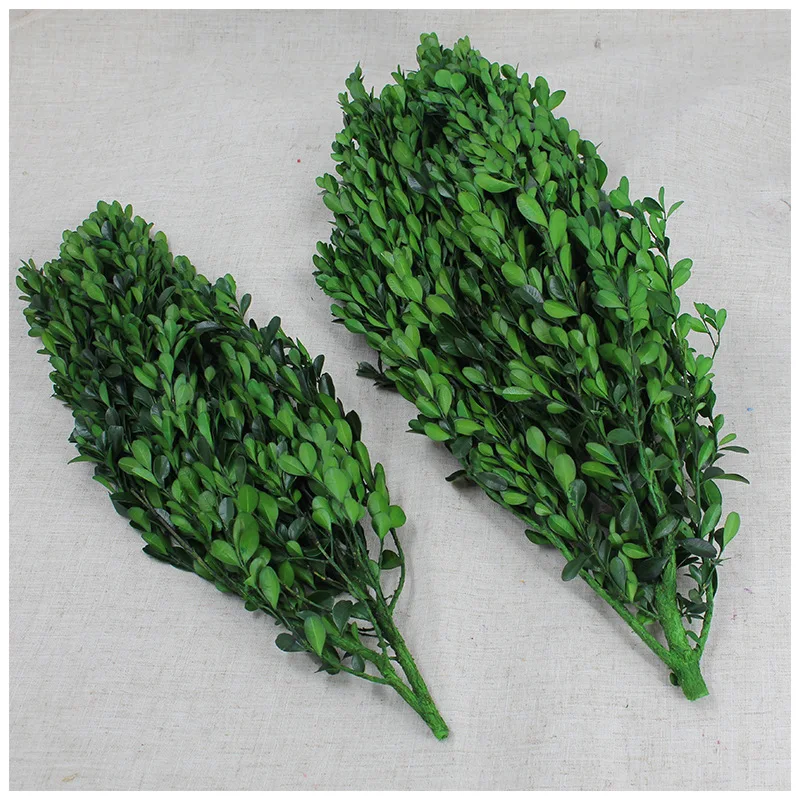 China supply small preserved leaves boxwood leaves green leaves Buxus sinica for bouquet