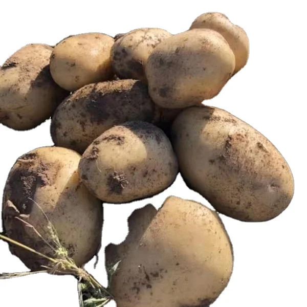 
Export Wholesale Factory Direct Sale Vegetable Fresh Potato Delicious 