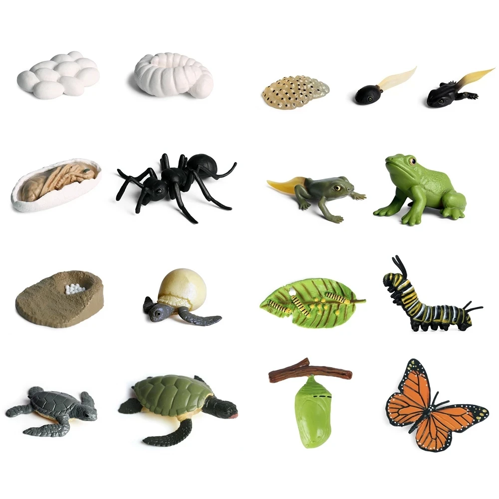 Life Cycle of Frog Snail Earthworm Dragonfly Egg Tadpole to Frog Safariology Amphibian Figurines Toy Kit