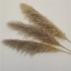 Оптовая продажа с фабрики Юньнань, большой натуральный сушеный цветок, длинный стебель, сухая пампасная трава для домашнего декора