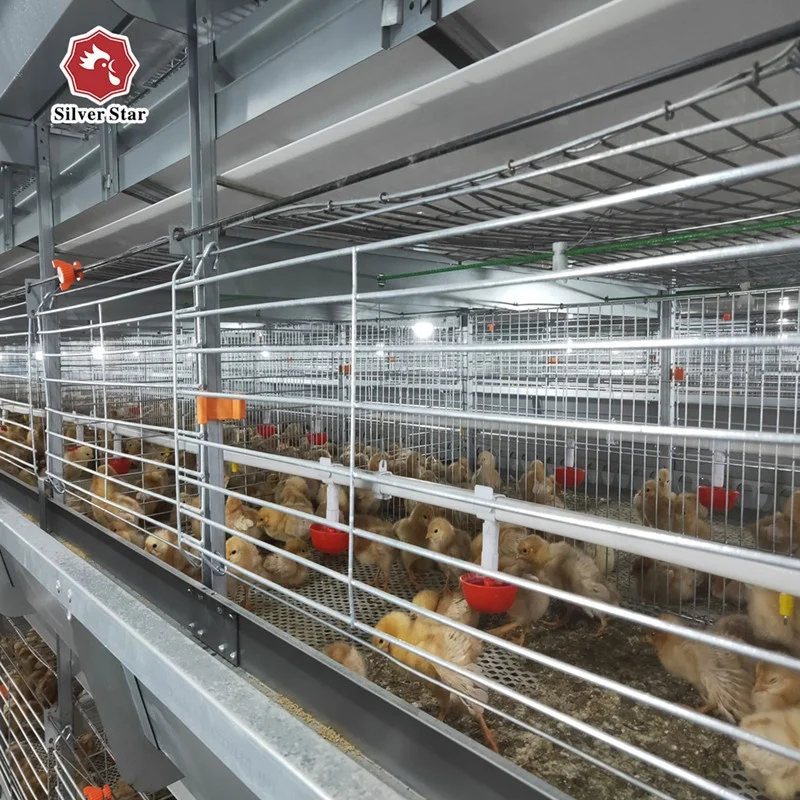 A type broiler raising chicken cage with poultry house design