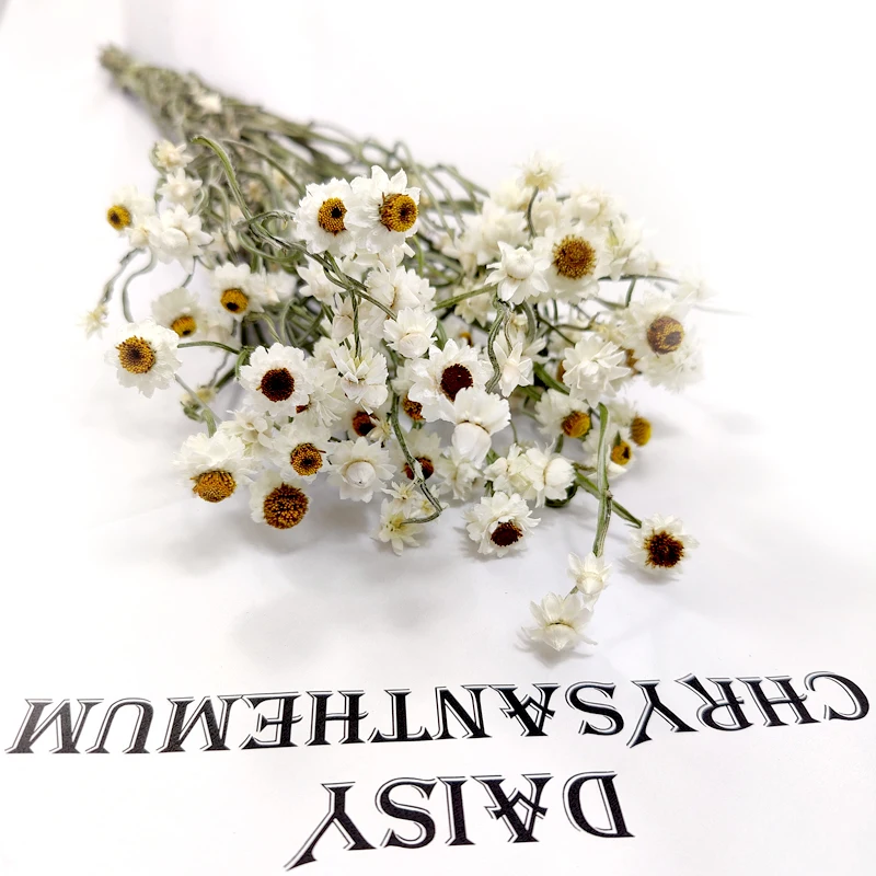Dried Ammobium Flower Home Decor Wedding Decoration White Flowers Filler Floral Dried Daisy Flowers Silver Chrysanthemum