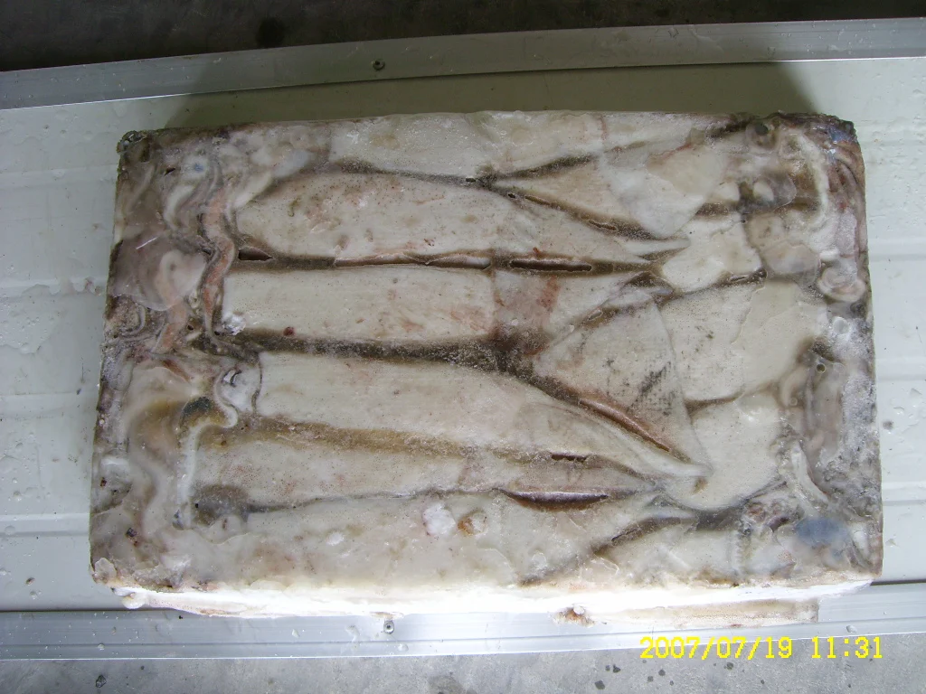 todarodes loligo frozen illex squid argentina seafood sea bait w r argentinus calamaro glazing in pacificus bqf whole round fish