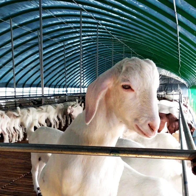 Low Cost Prefab Farm Shed Livestock Tent Cow House Building Cattle Dairy Animal Shelter