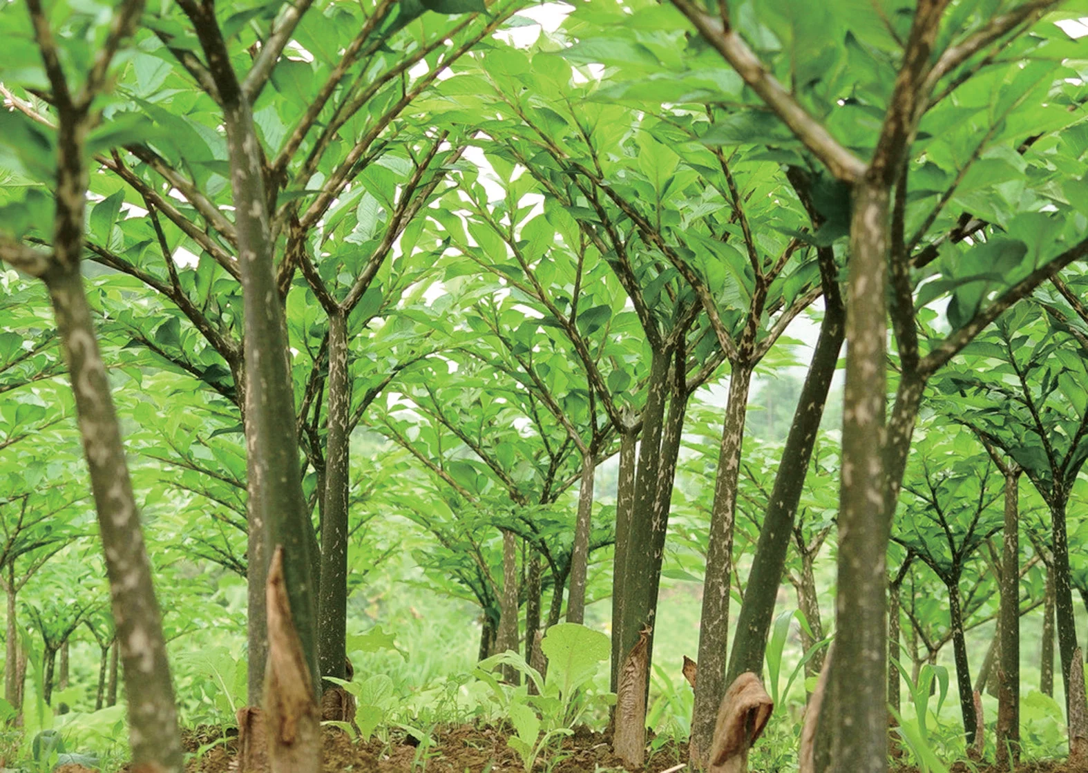 Free Sample Food Grade  Konjac Gum Powder Glucomannan Meal Vermicelli Dry Organic Konjac Powder