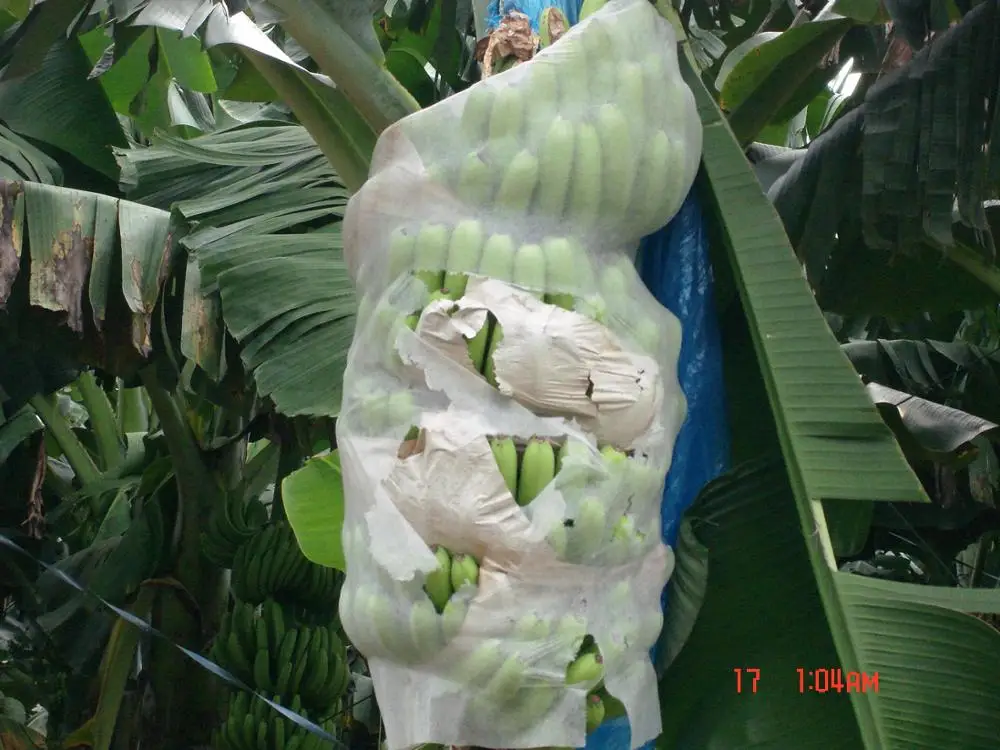 
Biodegradable Fruit Protection Nonwoven Fabric Banana Bag White 