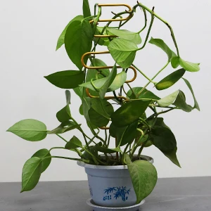 Small Metal Trellis For Potted Plants 6 Pcs Gold Trellis For Climbing Plants Indoor Mini House Plant Stake Trell