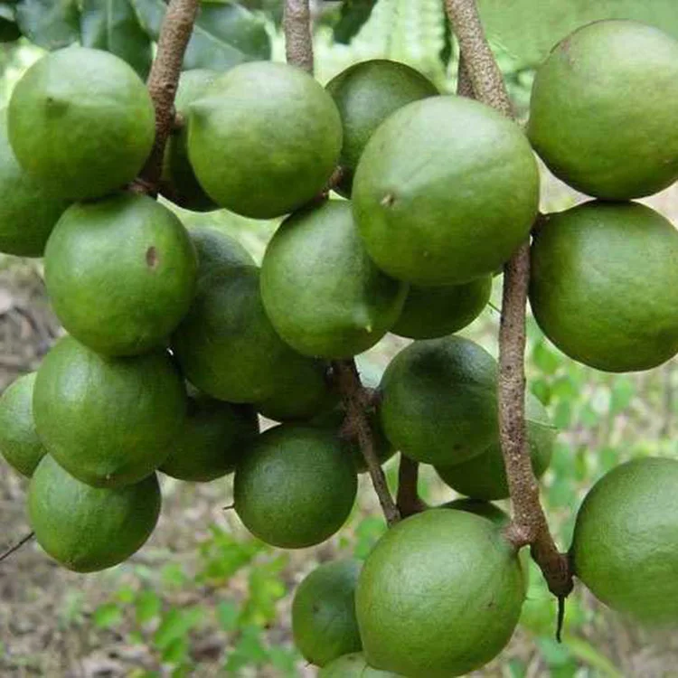 2022 New Crop Retail Bulk Wholesale Raw Cream Flavour Roasted Macadamia Nuts with Shell