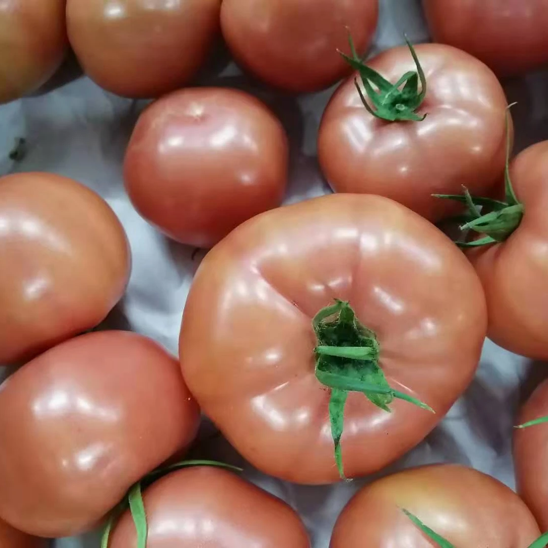 
Fresh Pink Tomato in Smart greenhouse The first wholesale in China 