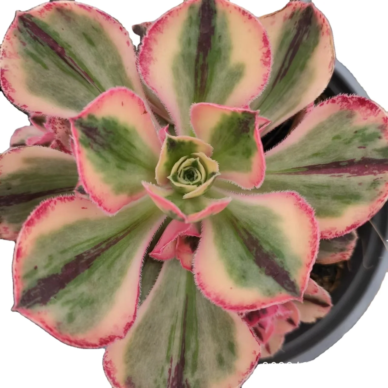 ON019  Aeonium Red Fuji Variegated Wholesale Customized Mini Artificial Succulent plants Pots For out door echeveria
