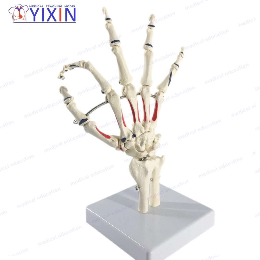 Модель каркаса YiXin/Hand включая улну и радиус с вставками для