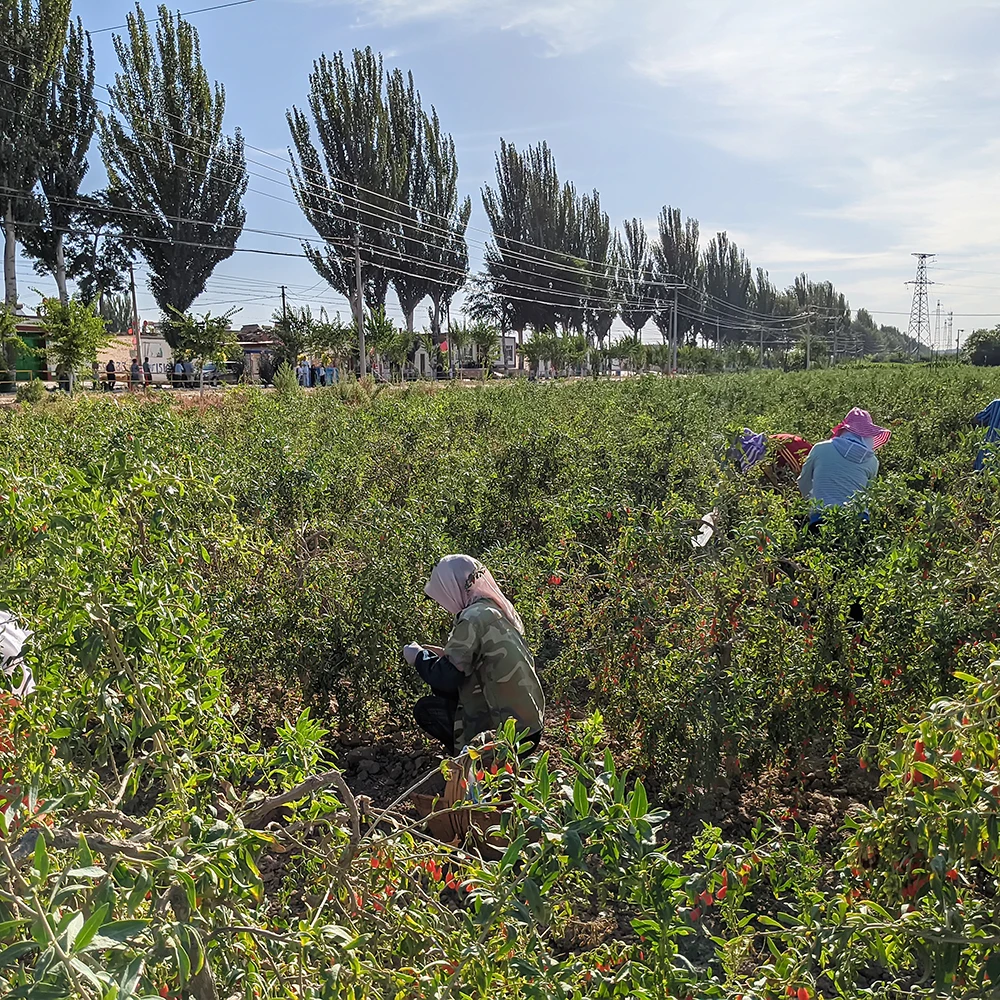 Красный Мощный QIZITO, большой фрукт Ningxia, здоровый Годжи HACCP