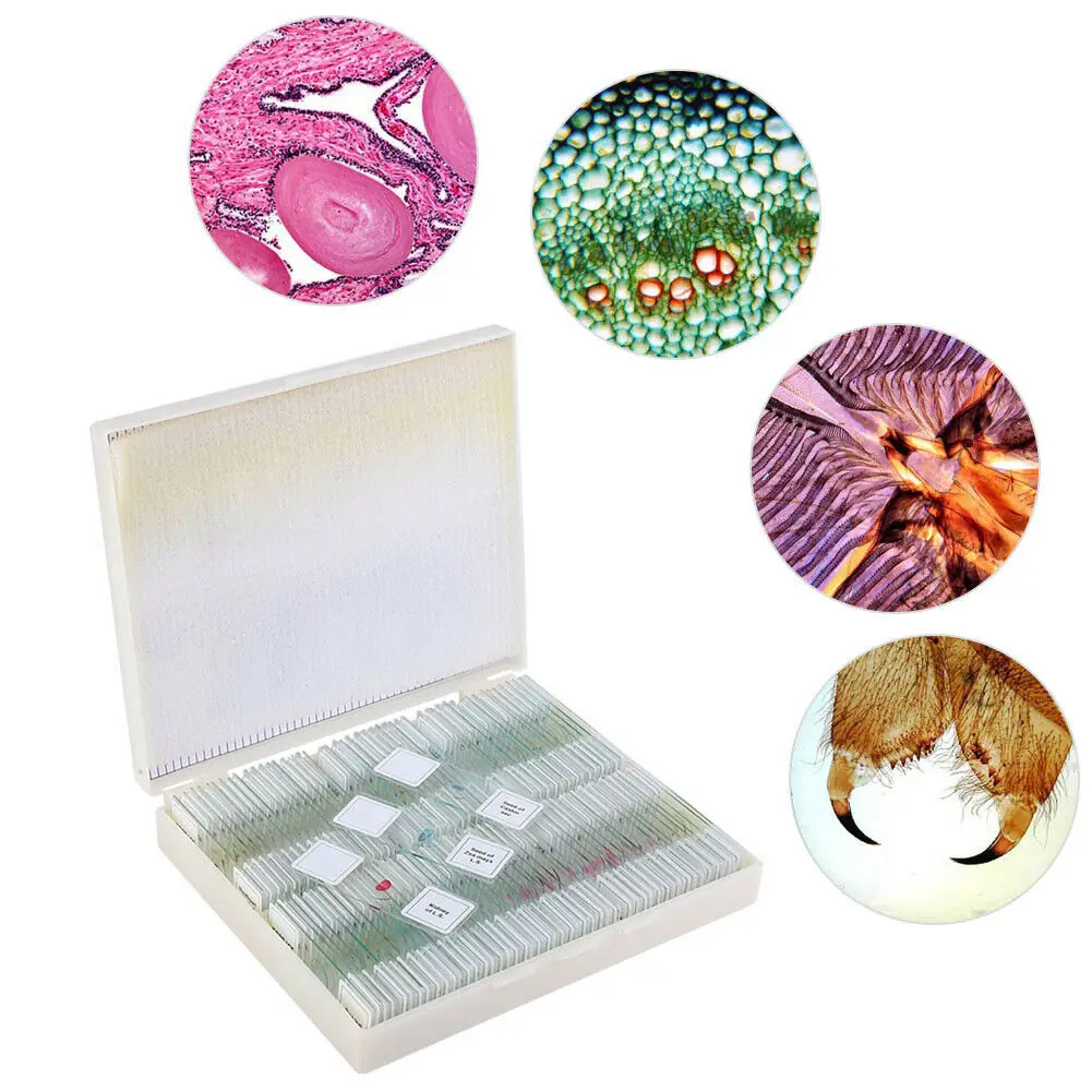 Histology Prepared Slides Microscope Slide