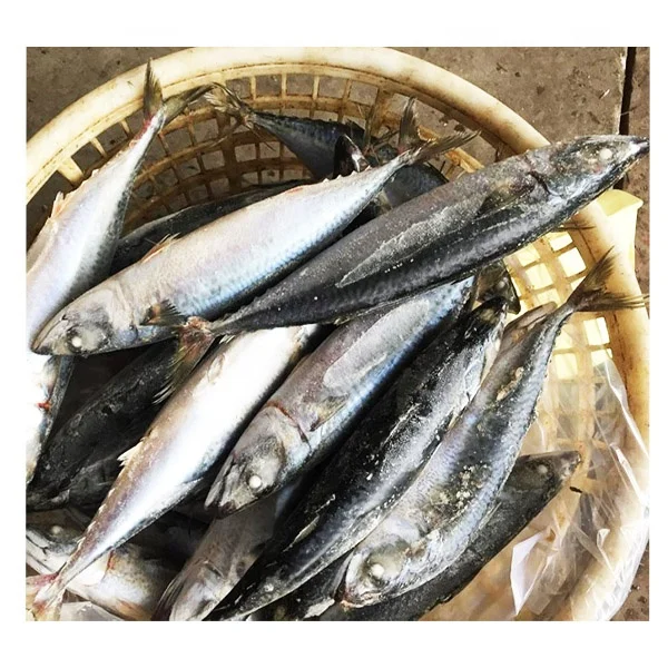 Healthy Sea Food Dried Whole Round Frozen Pacific Mackerel Fish