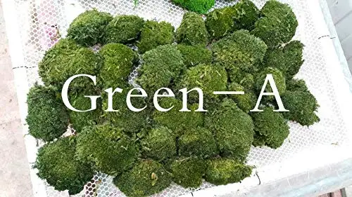 Every Love Preserved Pole Moss Pillow Bun Cushion Real Natural Green DIY Kit for Decorative Terrariums Gardening Art Wall Decor