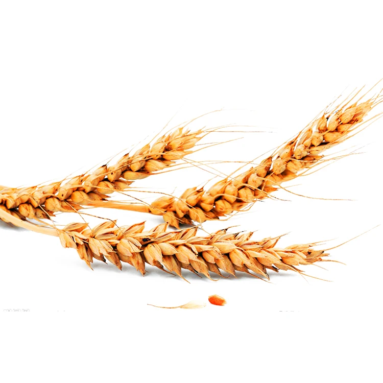 Best Quality Fresh Wheat Grain for Animal and Human Feeding