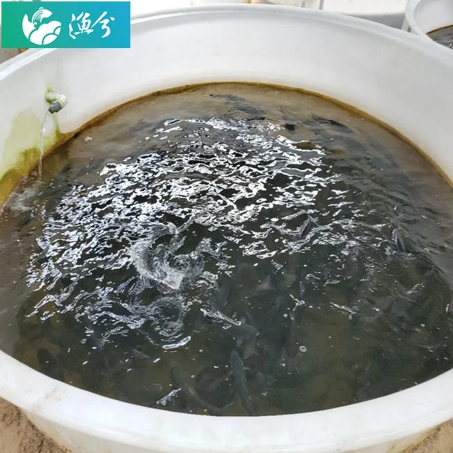 
High-density salmon pp fish pond circulating water indoor breeding system 