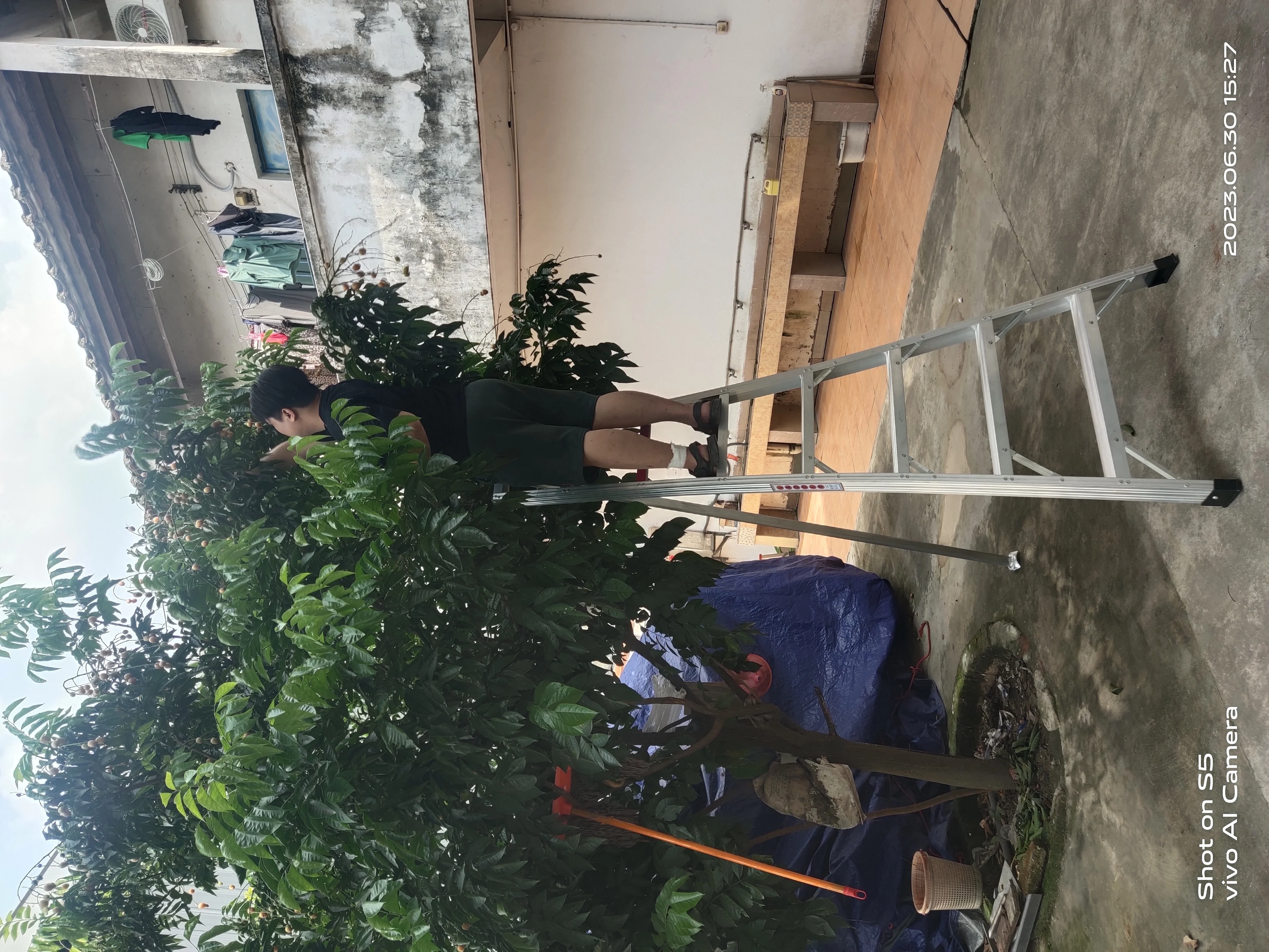 Multi purpose aluminium step orchard position ladder adjustable agricultural ladder