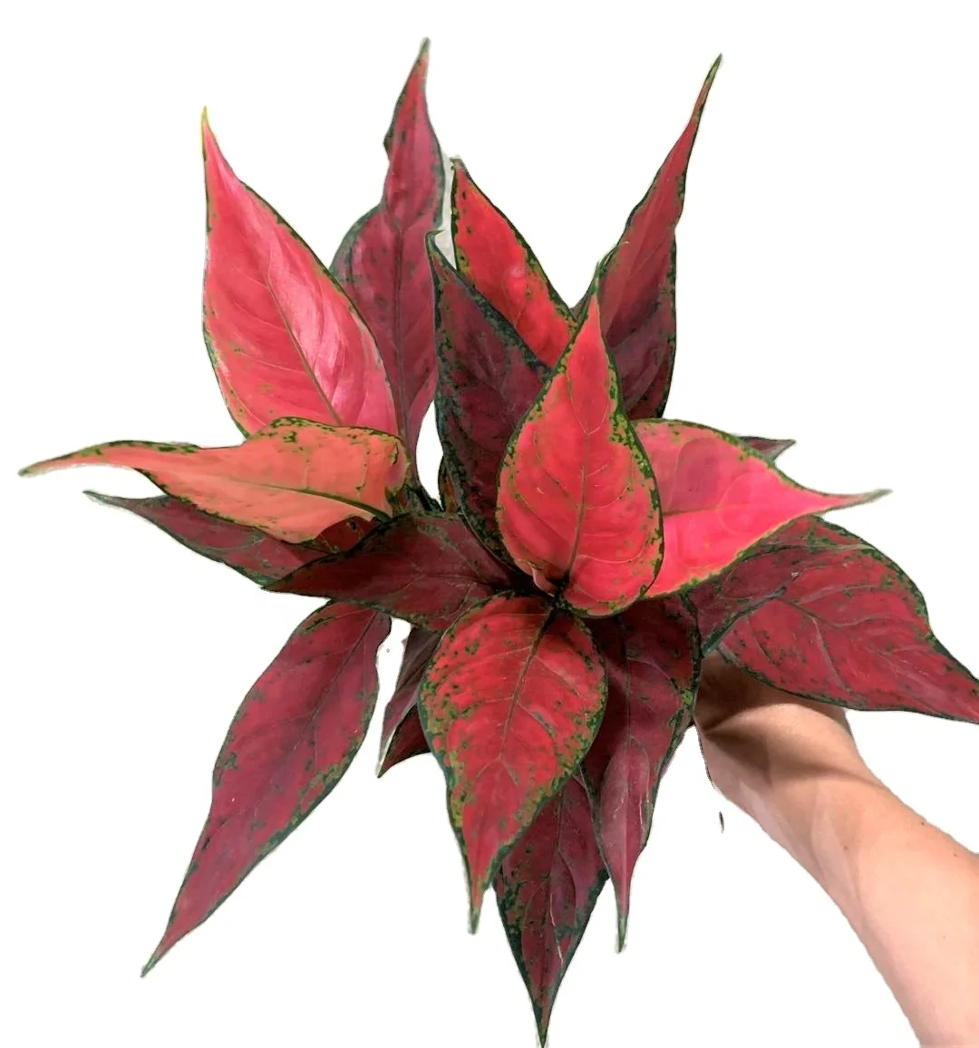 wholesale Aglaonema Red Valentine ornamental plant