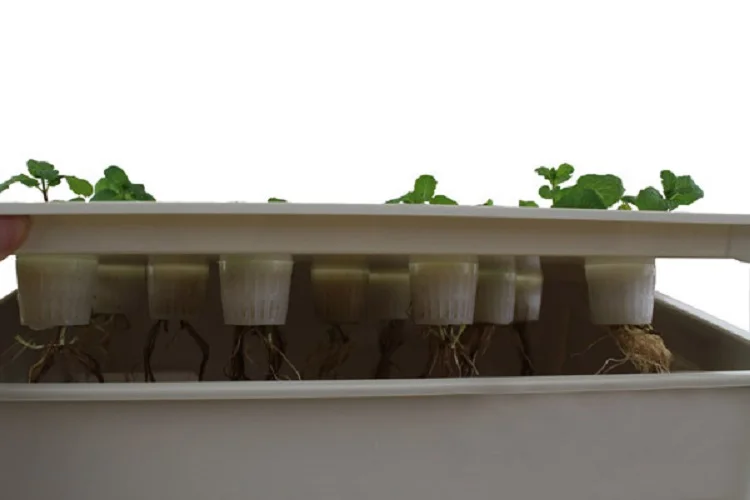  Small Hydroponic Systems Box 6/11/24 Holes Vegetable Soilless Cultivation Indoor Plant Seedling Growing