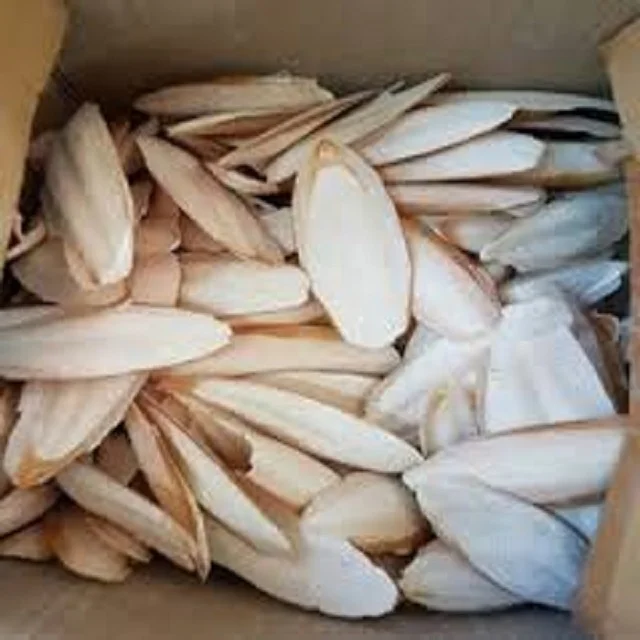 
High Quality Cuttle Fish Bone 