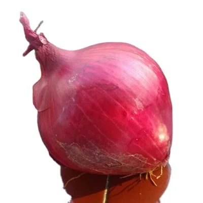 2024 Factory Direct Sale Onion 9-11cm Red Yellow for