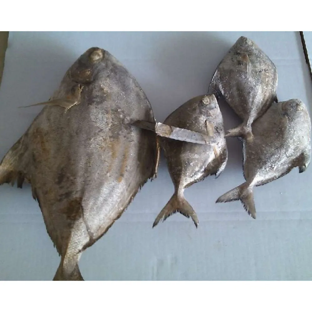 frozen pomfret fish frozen black pomfret price frozen black pompano fish