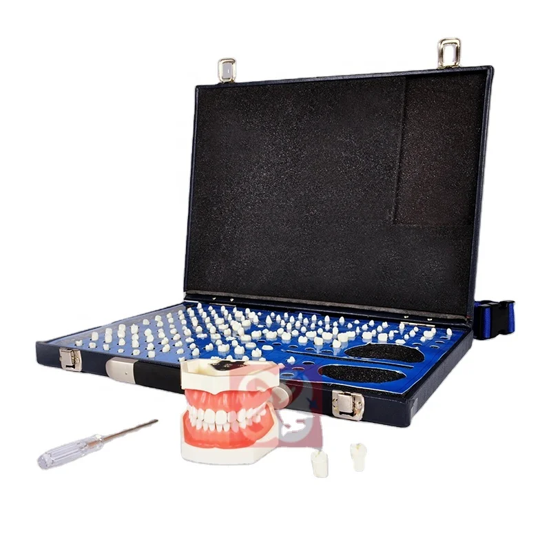 hand positioning teaching model Teeth Model for Studying