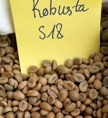 
Best Quality for Export Robusta Coffee Bean Vietnam Wholesales Price Unroasted Robusta coffee beans 