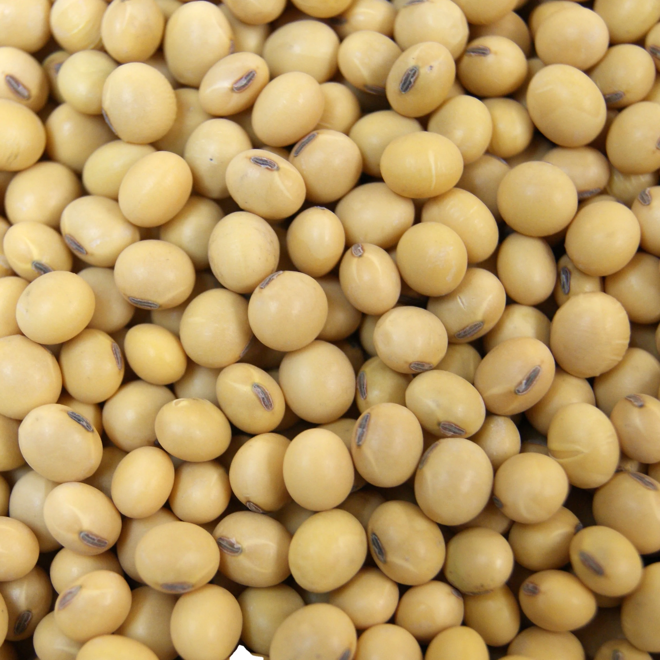
SOYBEAN SEEDS 