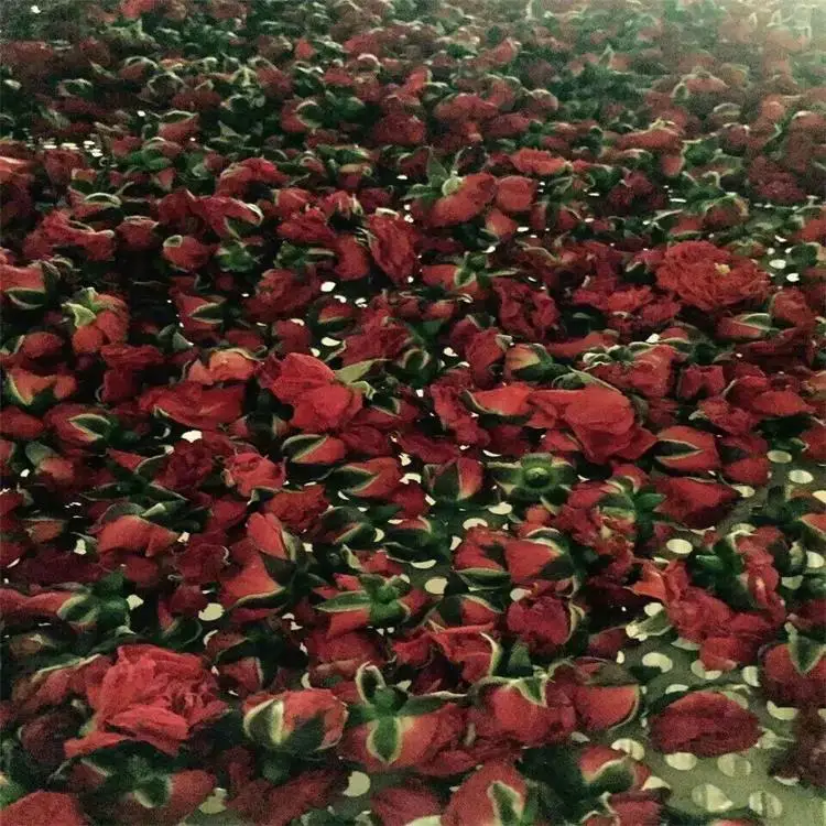 Grape herbs Lime vegetable Prune dryer vegetable Drying Machine rose Dehydrator