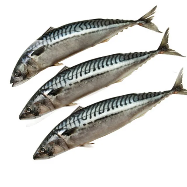 Лучшее качество, хорошая цена, замороженная свежая цельная Тихоокеанская скумбрия для продажи