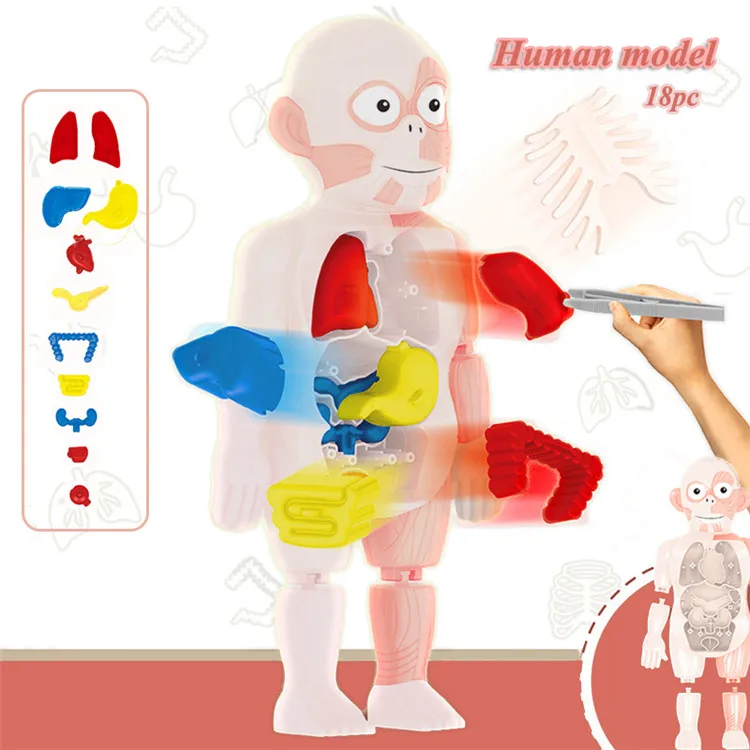 
Kids experimental teaching other educational toys human organ model puzzle toy 