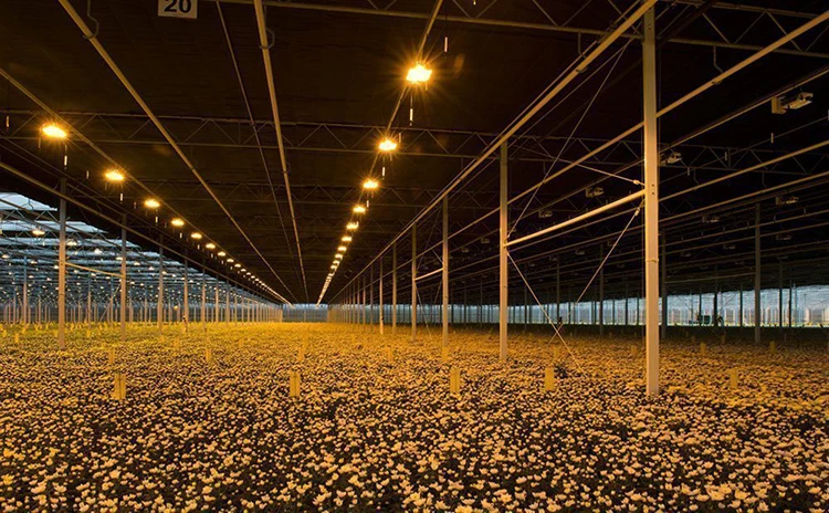 Skyplant Commercial tunnel agricultural Black out Curtain Greenhouse