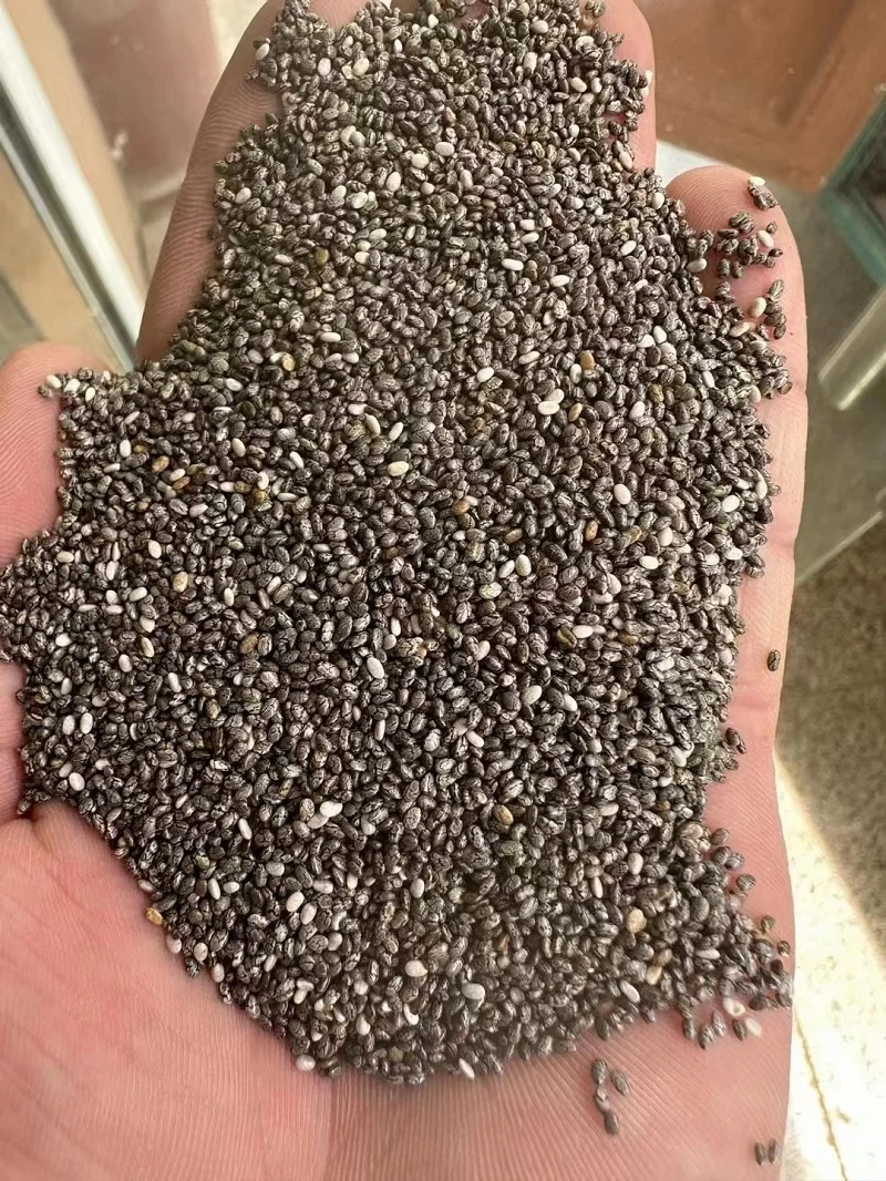 Wholesale Mexico Chia seeds raw material high purity good price