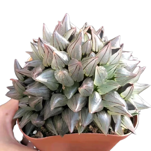
Haworthia live rose succulent natural plant 