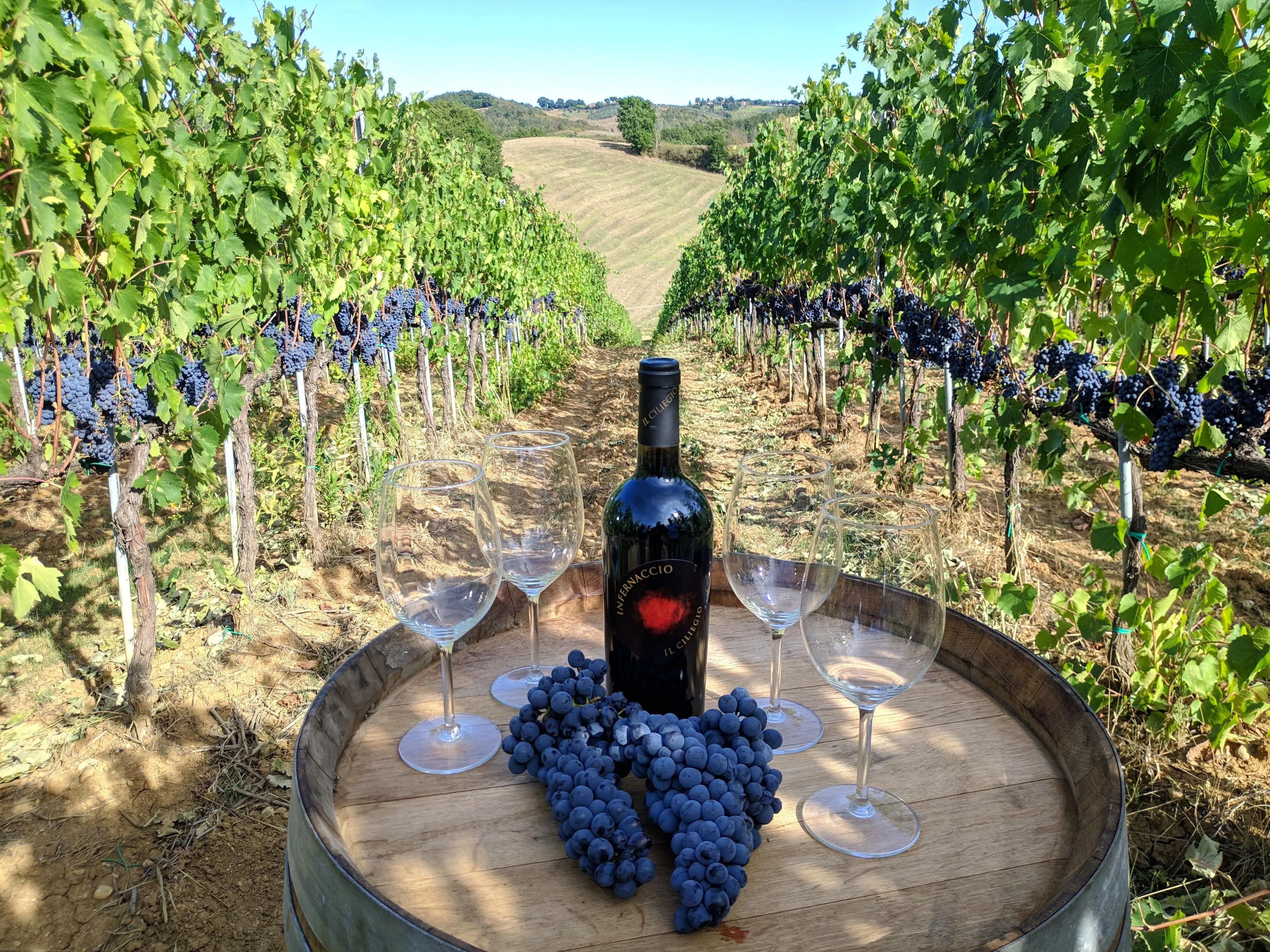 Best Sell Italian Brand Il Ciliegio Wine Alcoholic Beverage Artisan Docg Wine With 14 % Vol