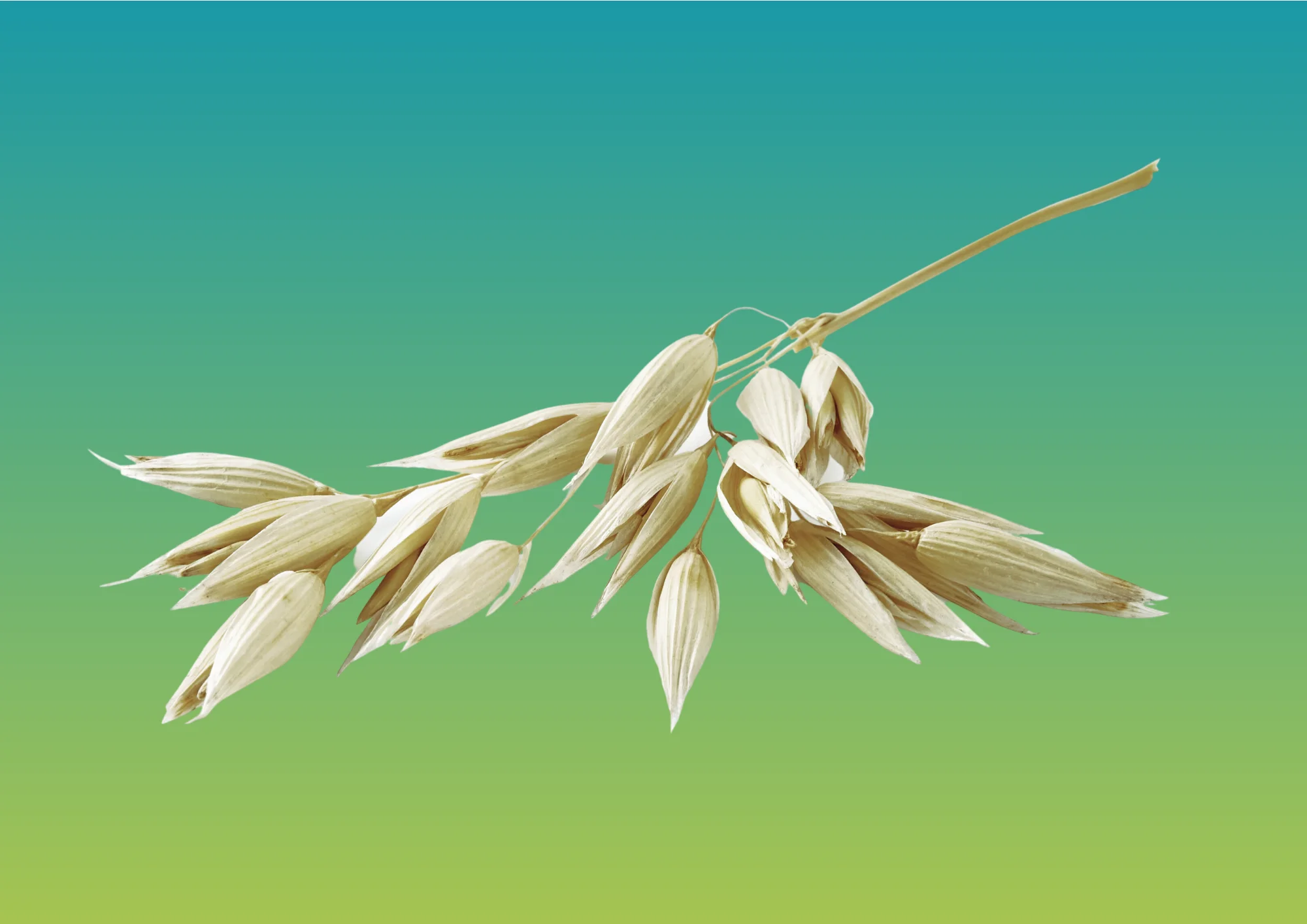 Superior Quality Vegan Body Moisturizer Powder Made in Italy-High Premium Aloe Vera Soothing Gel Wholesale