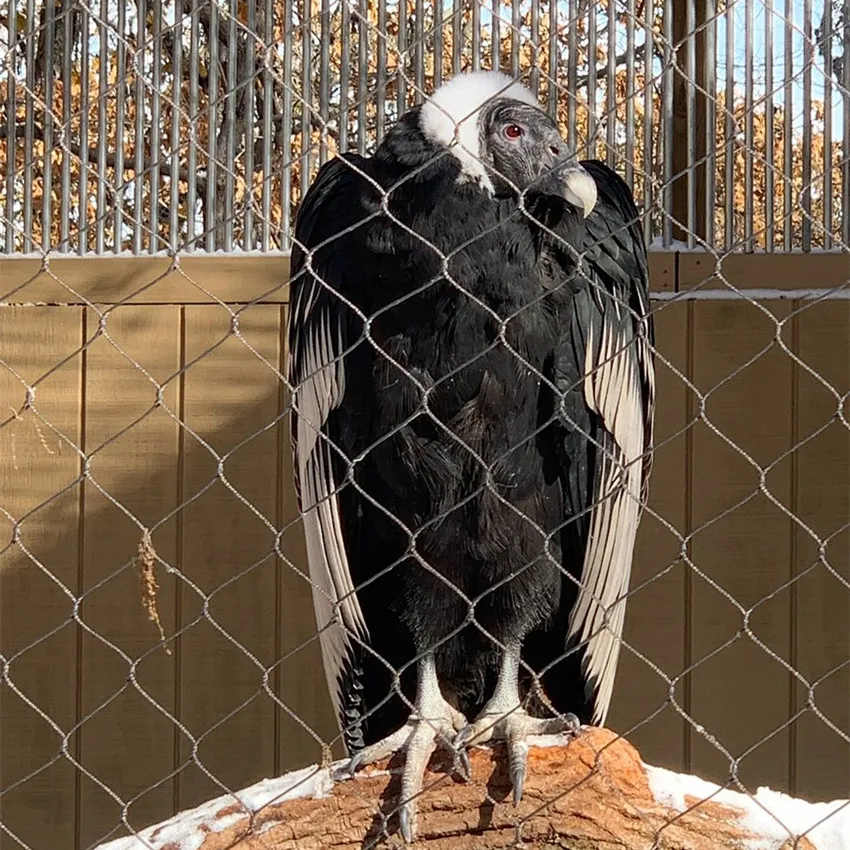 Забор для попугаев/сетка вольера плетеная веревочная сетка/ручная работа из нержавеющей стали Плетеный Алмаз 7x7 7x19 1 2-3 2 мм 20-200