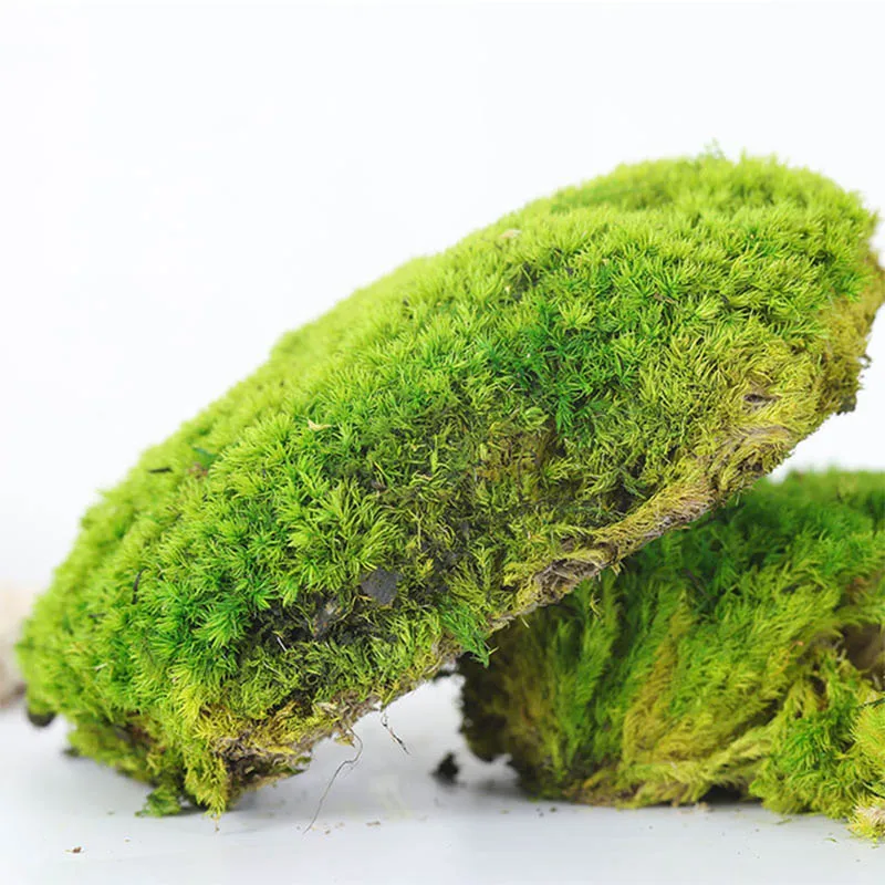 Wholesale Stabilize Reindeer Moss Wall Art Moss Panel Decorations Preserved Moss